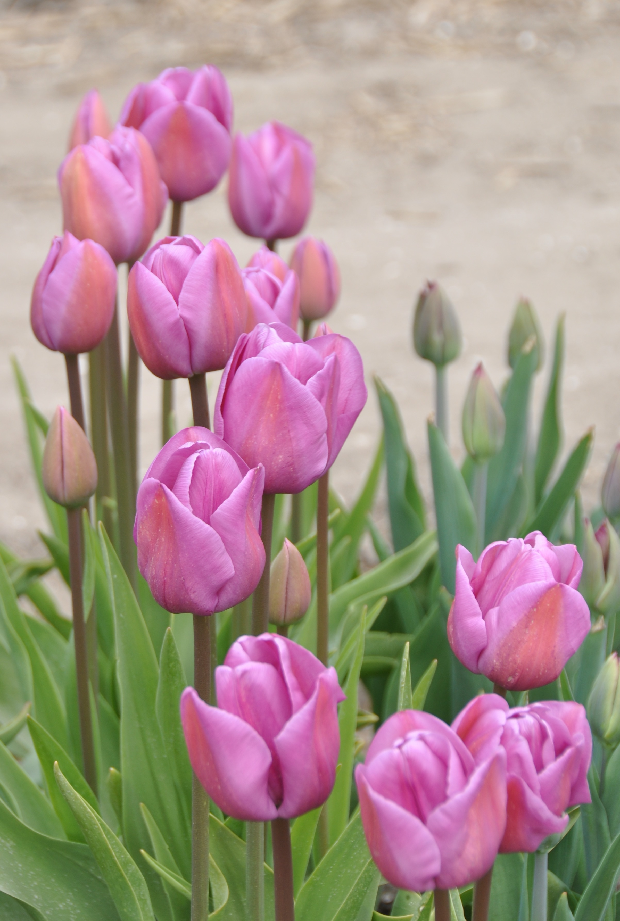Tulpen