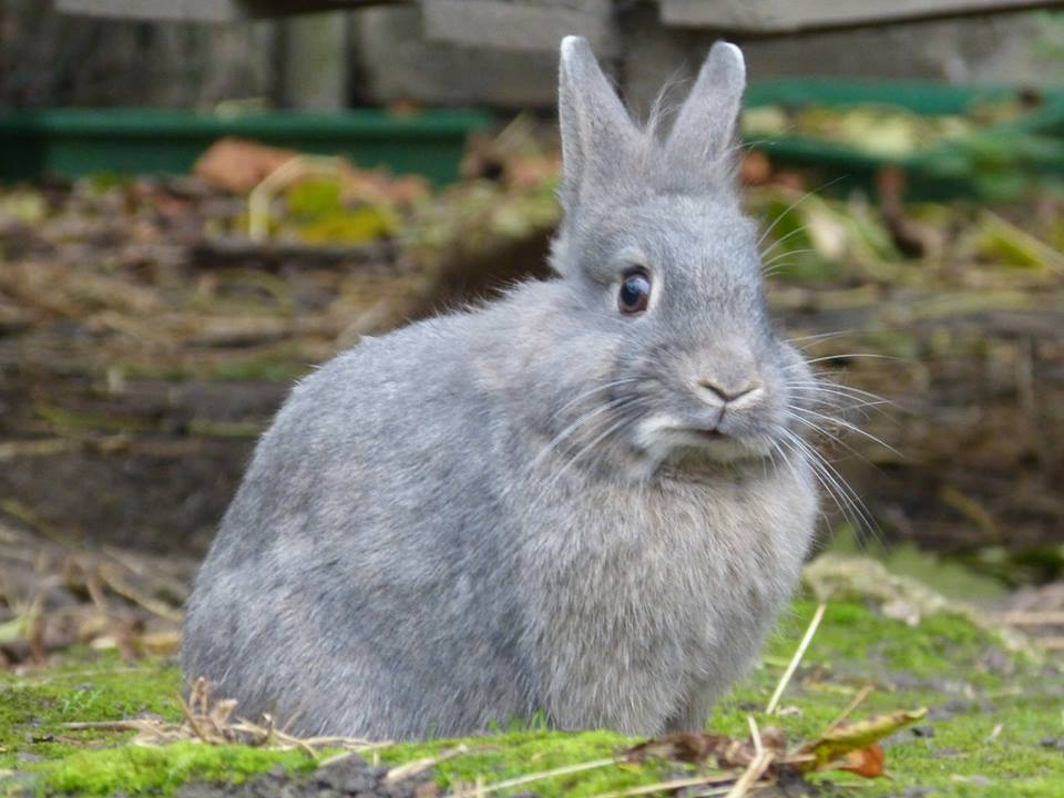 Bunny Wunny 