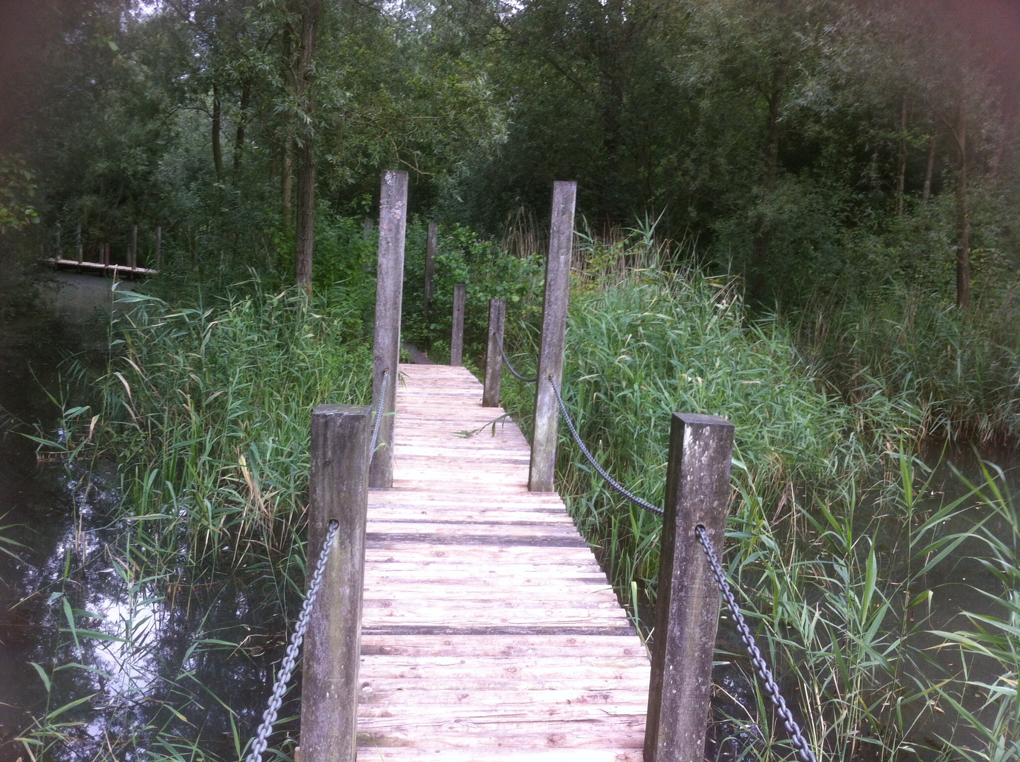 Moeras gebied in Galecop