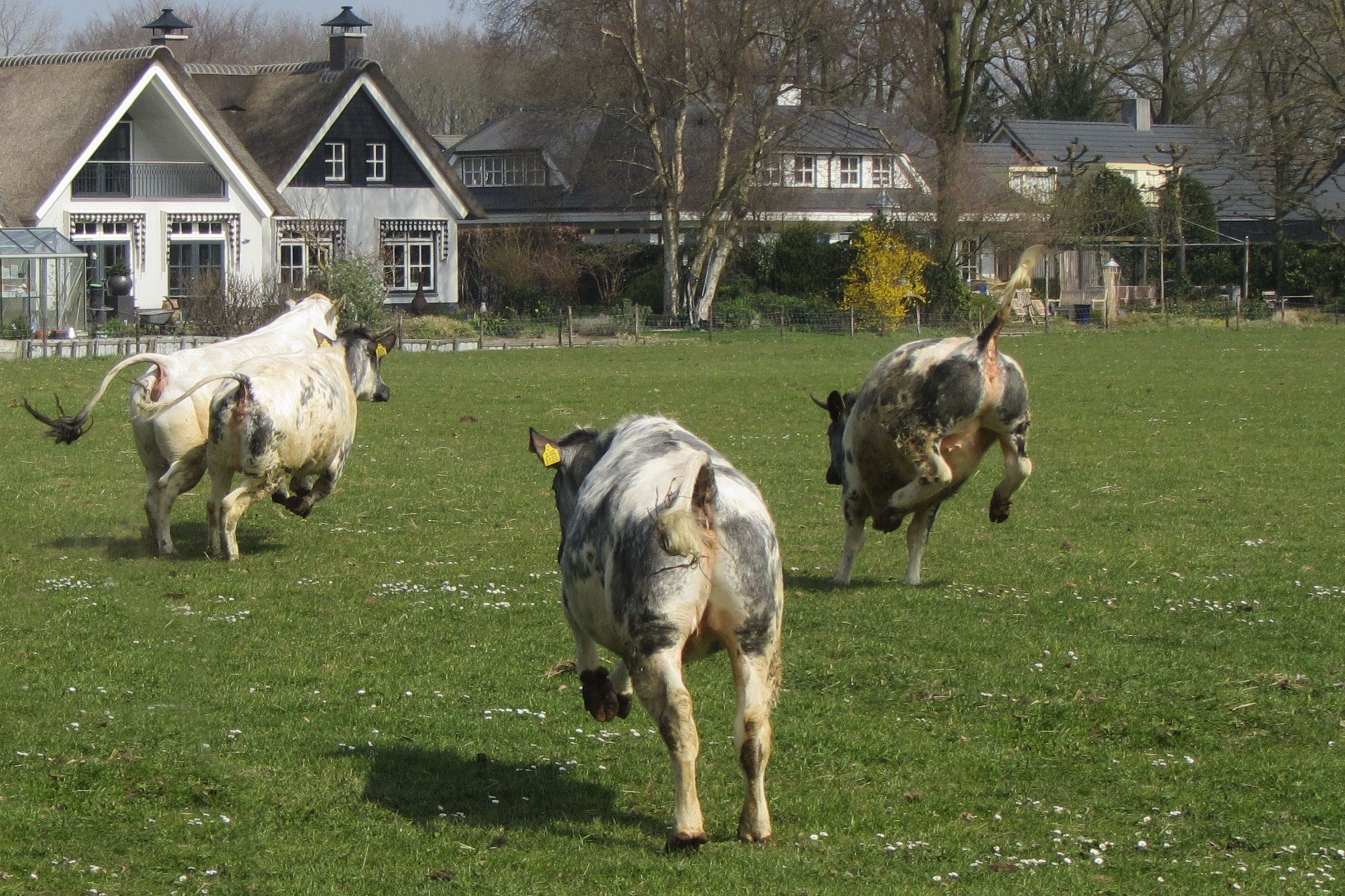 Dolle koeien