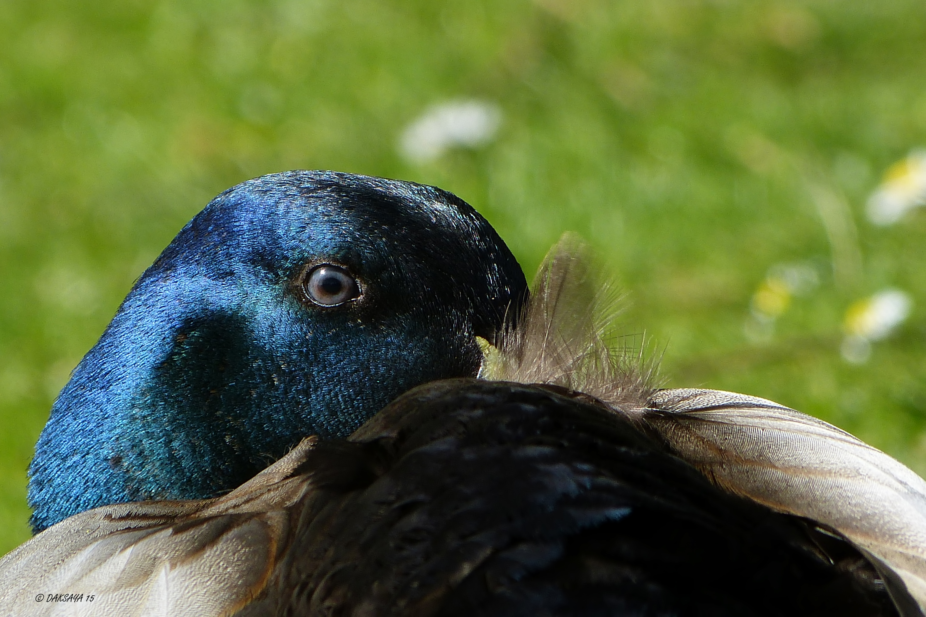 Waakzaam oog
