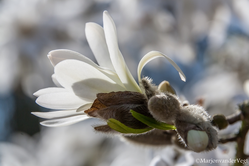 Stervormige Magnolia