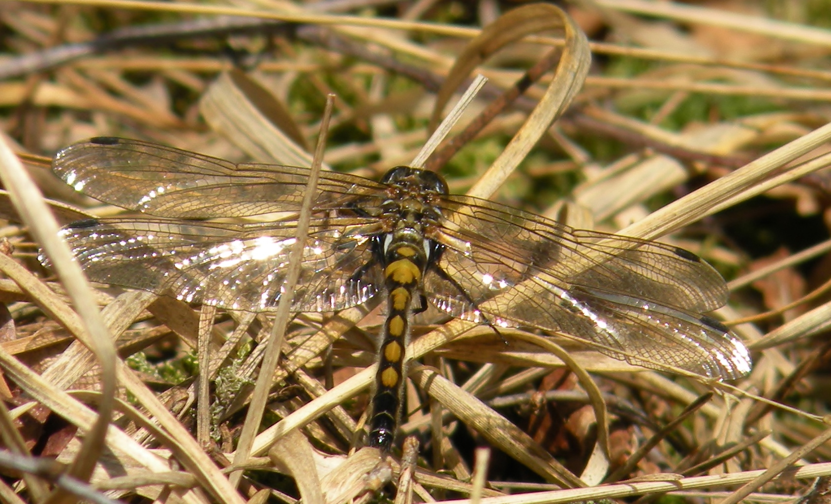 Libel (Noordse witsnuitlibel)