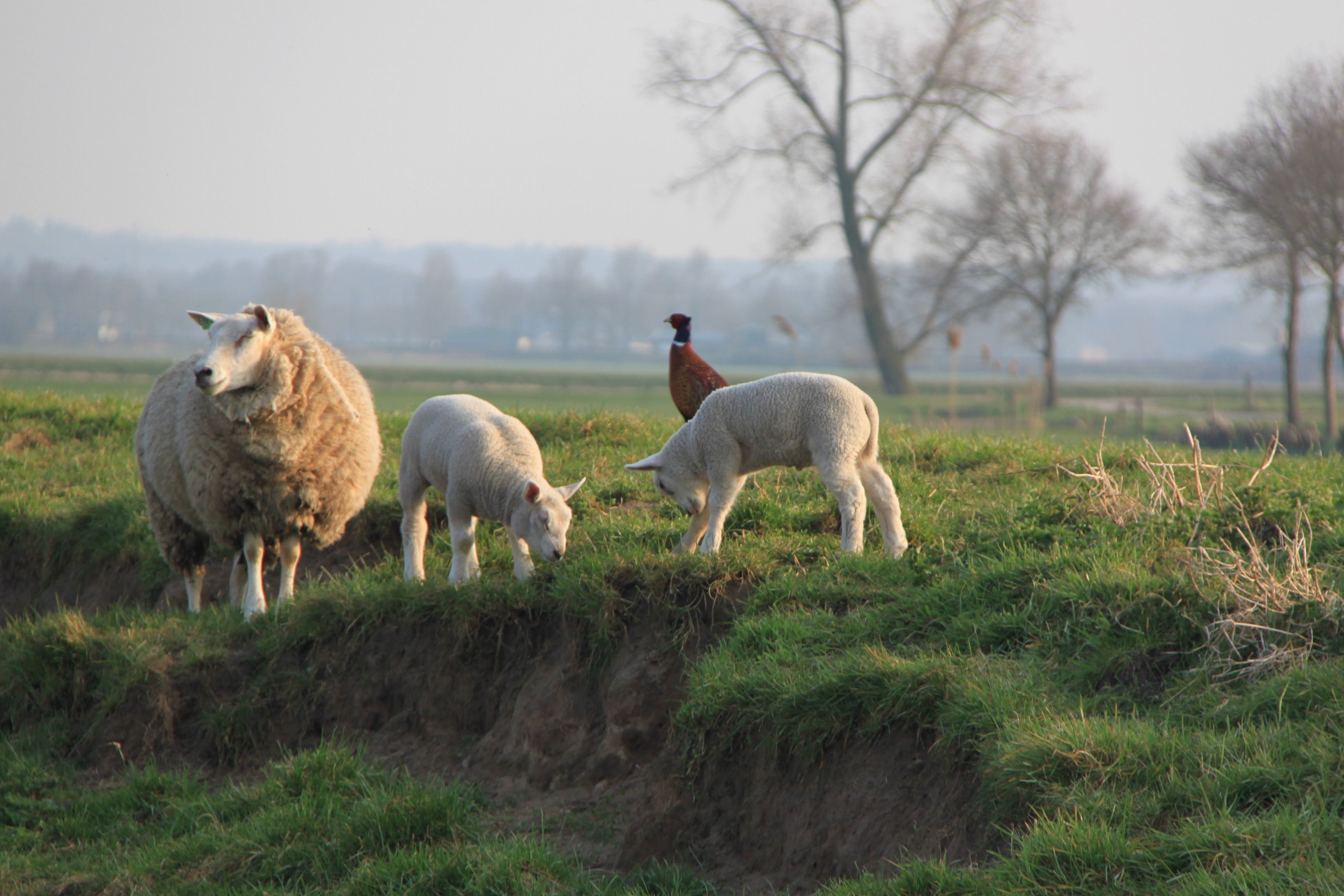 Lammetjes en een fazant