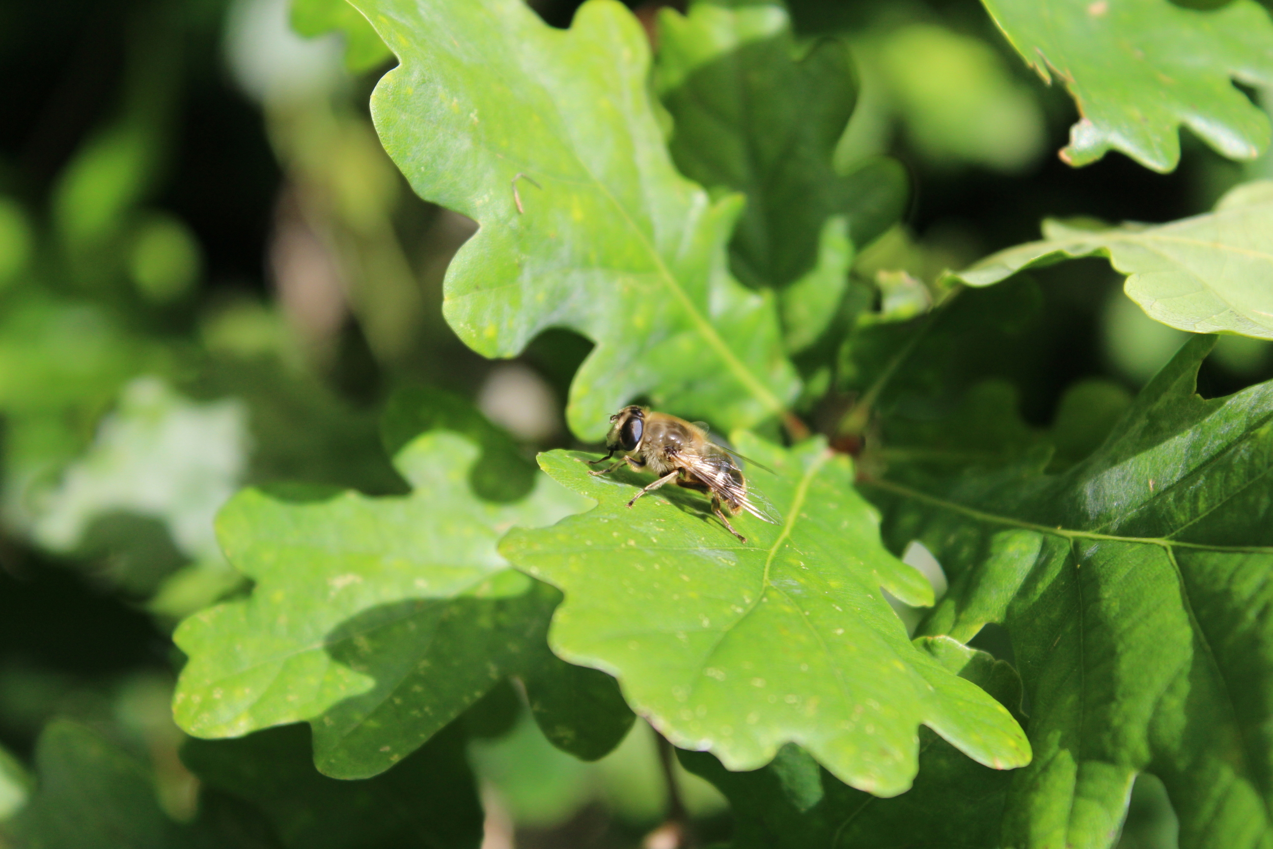 Insect