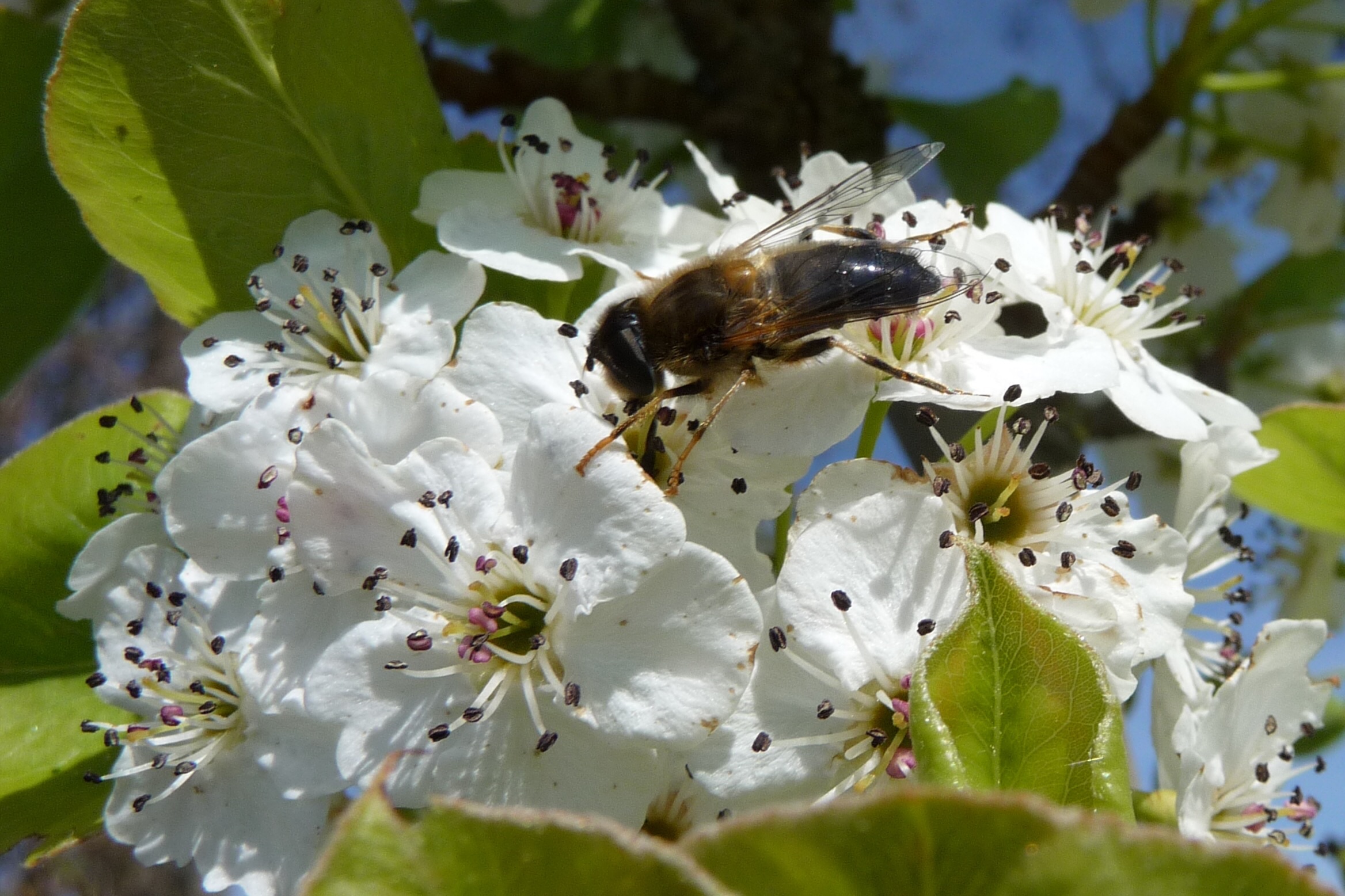 Aantrekkelijke bloesem