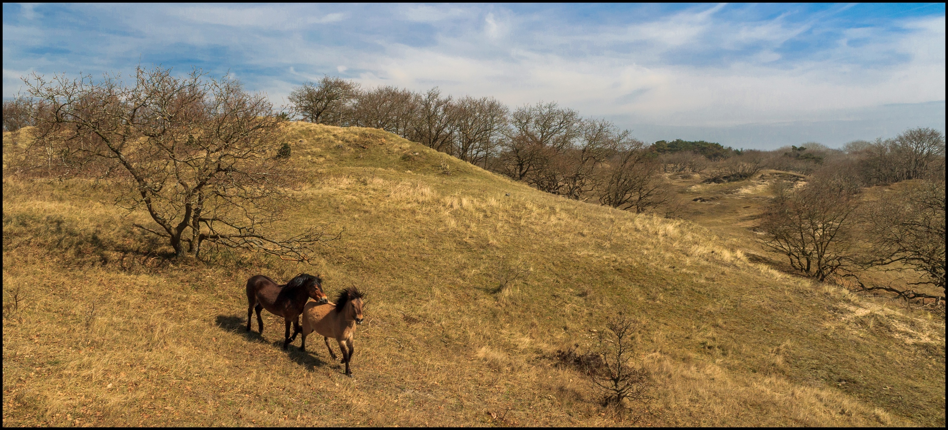 Paarden in het duingebied.