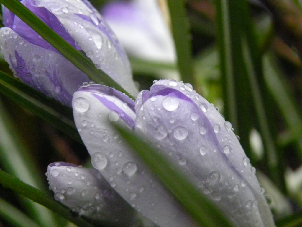 regen