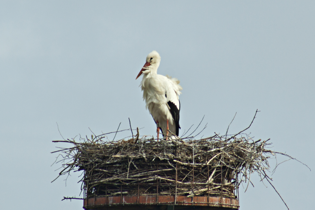 Ooievaar op nest