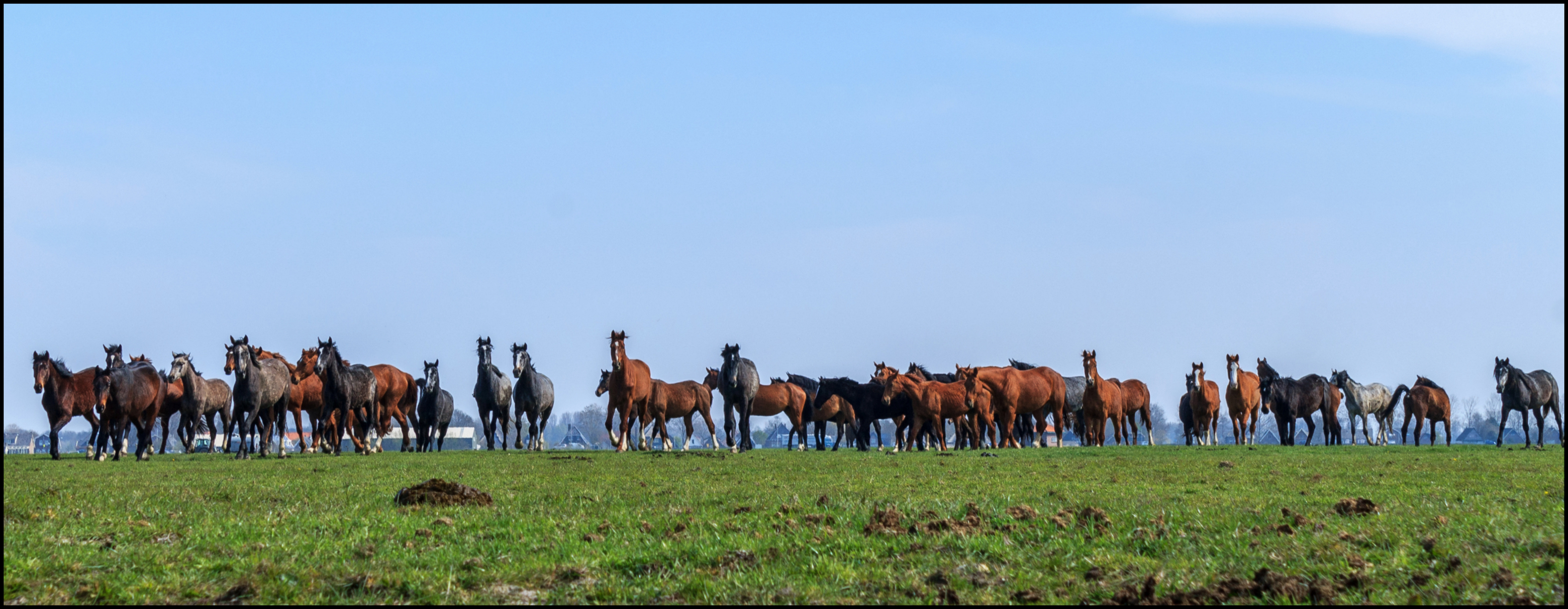 Een paar paarden in de wei.