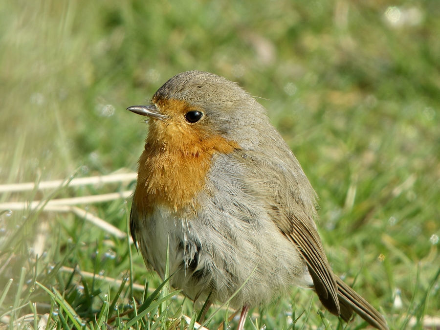 Roodborst