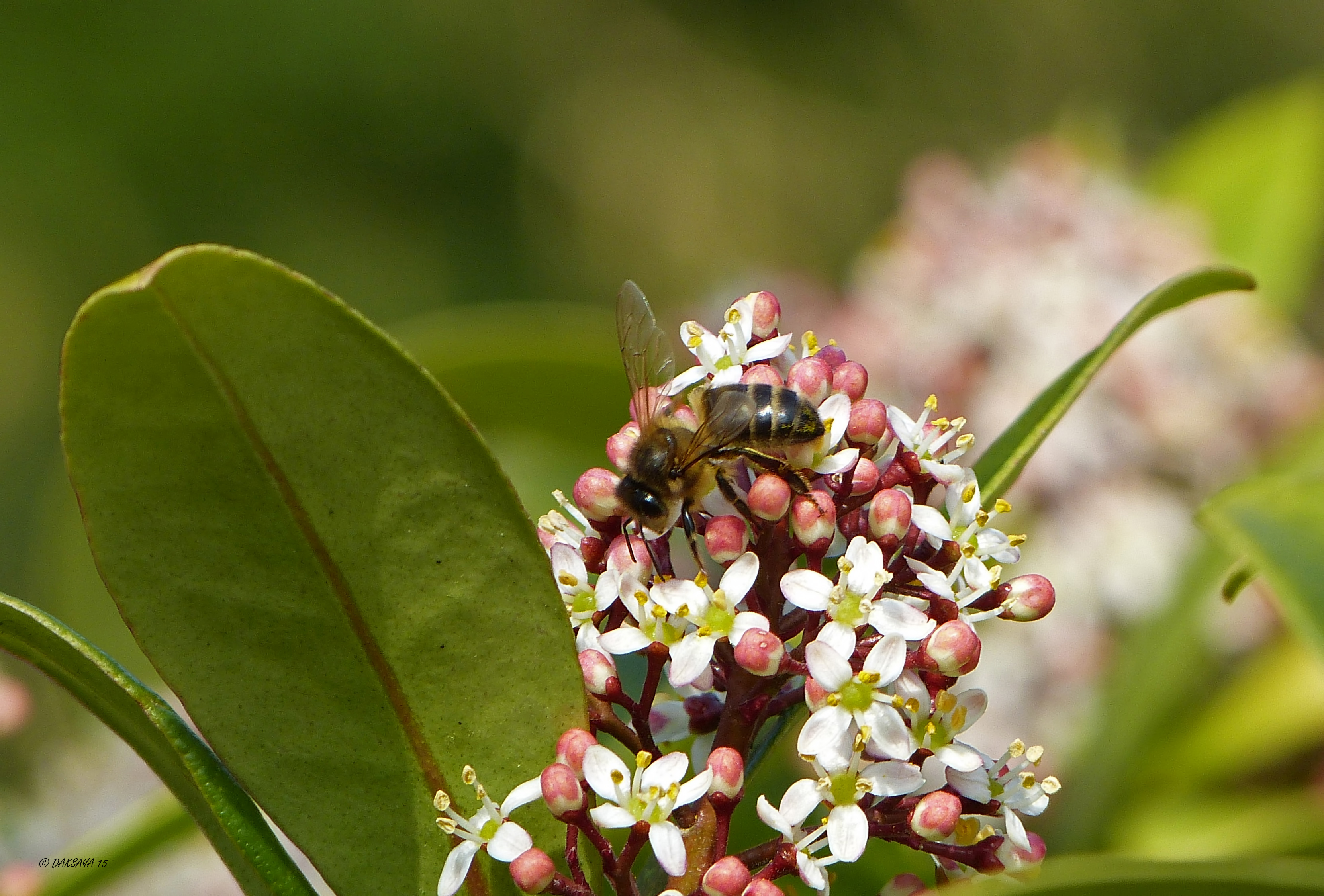 Skimmia japonica