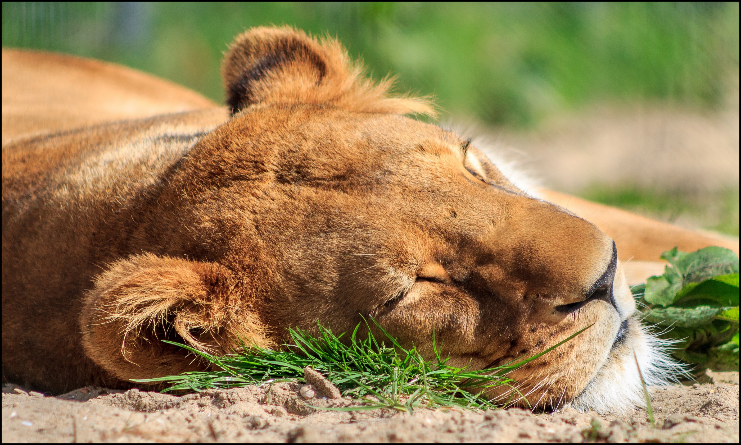 Leeuw geniet van het zonnetje.