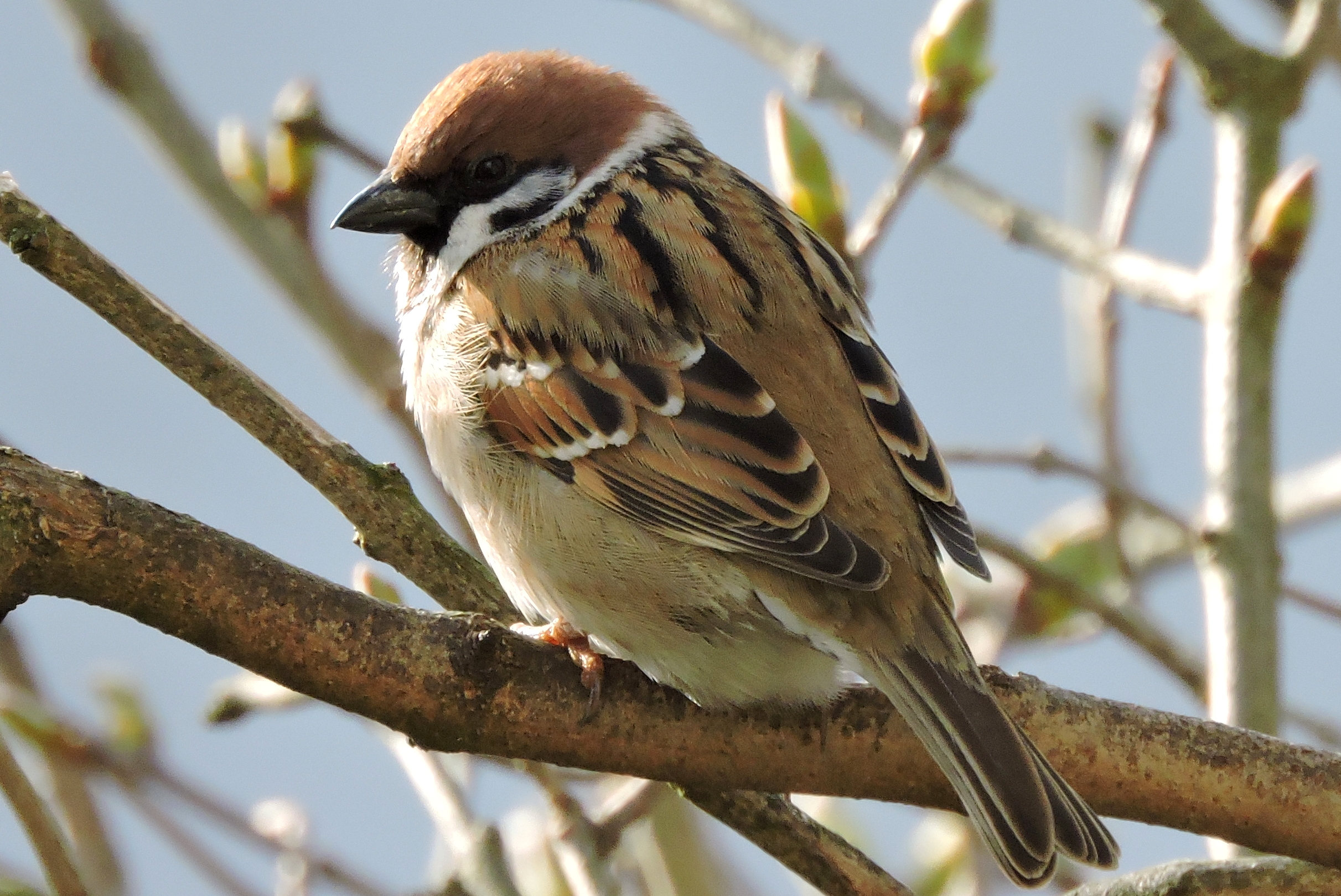 ontspannen rondkijken