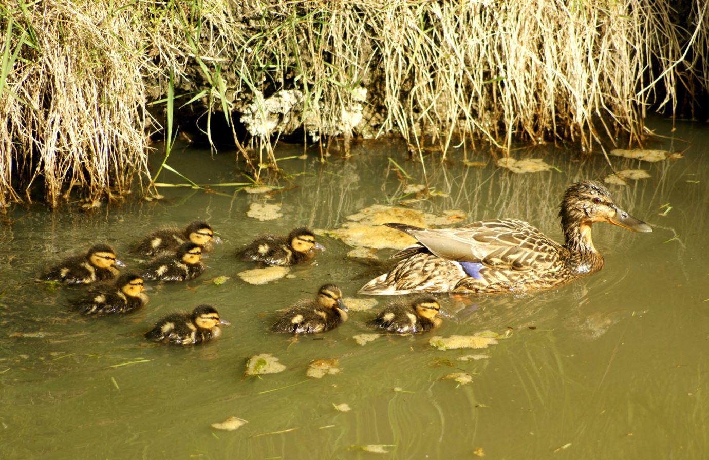 eend met jonkies
