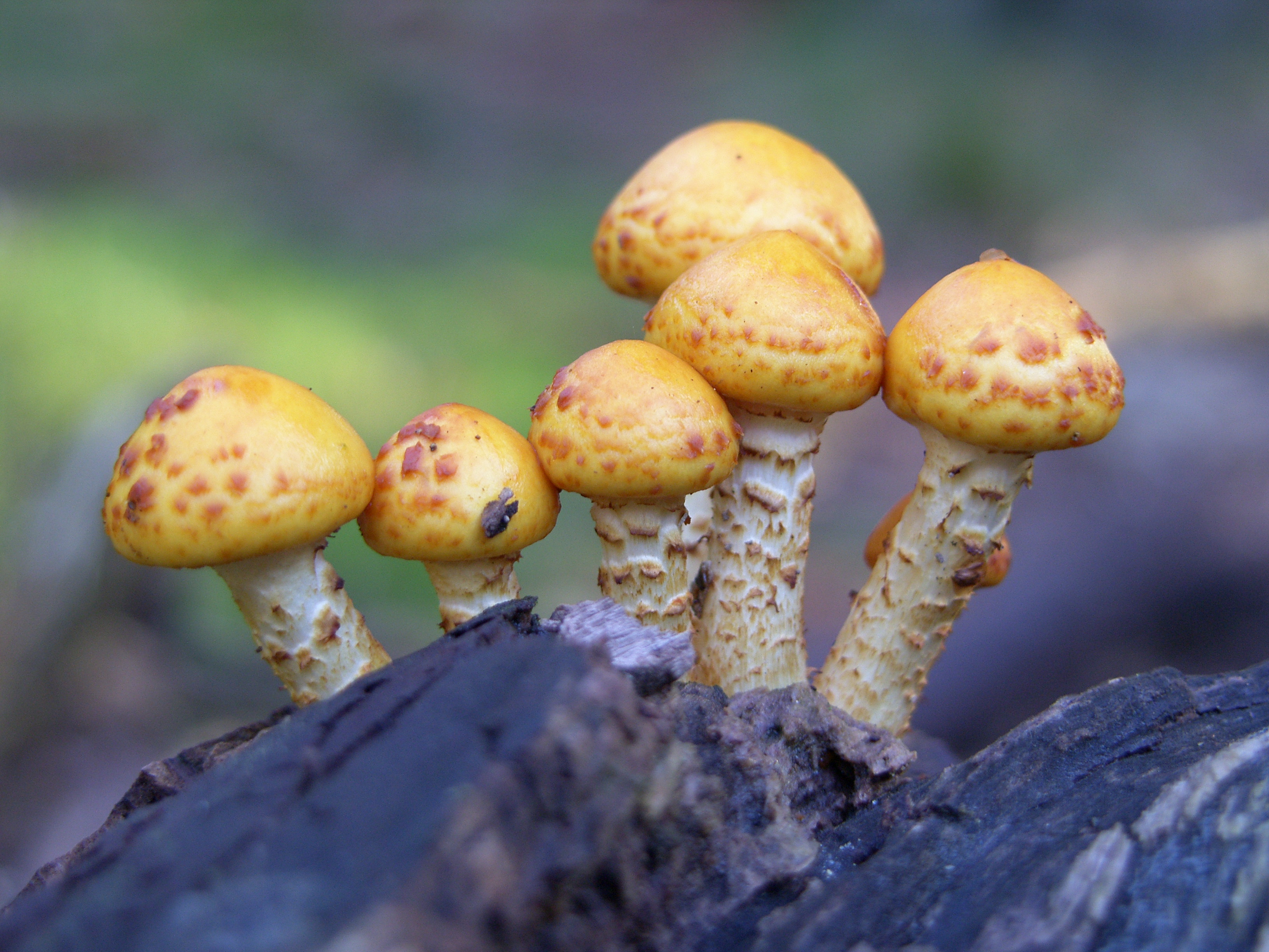 Goudvliesbundelzwammen (Pholiota aurivella) 