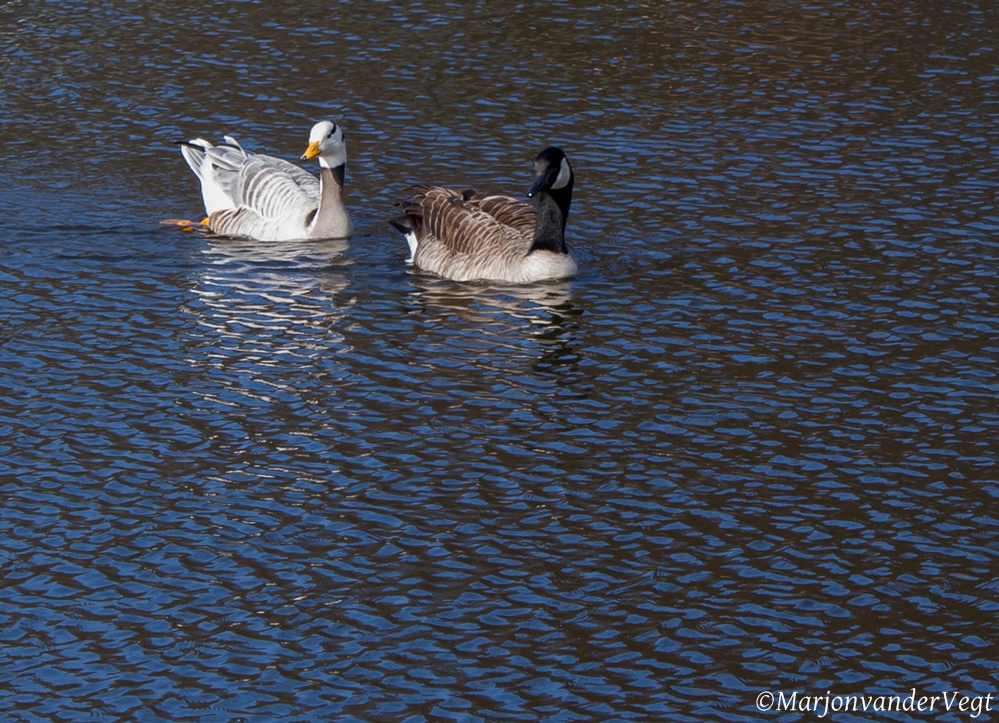Indische& Canadese gans