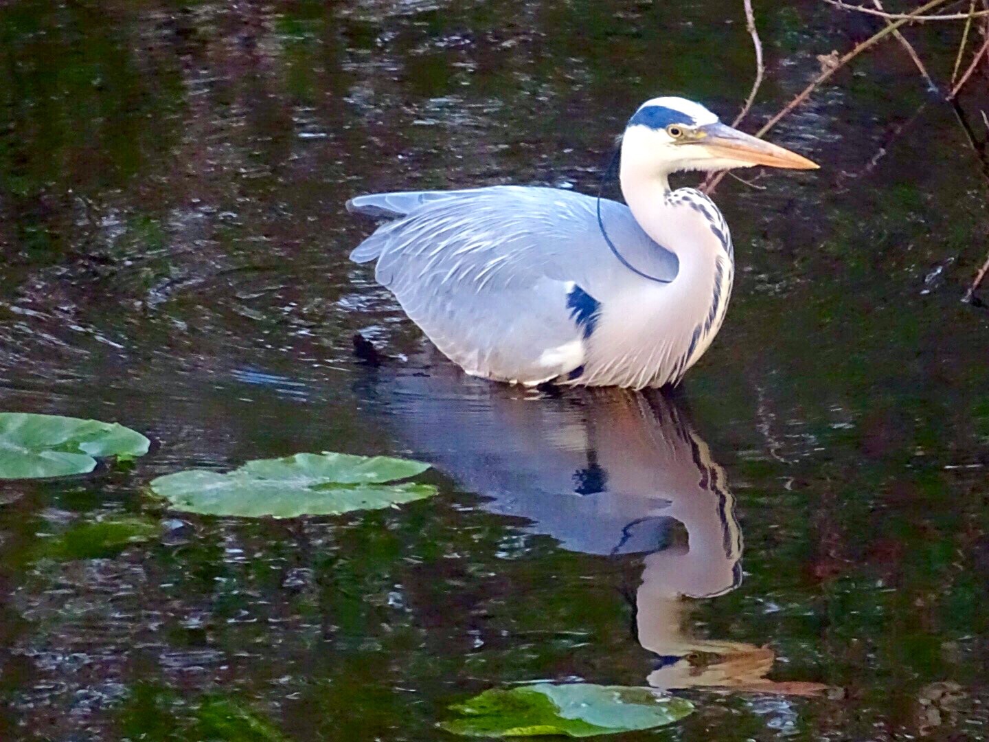 Blauwe reiger