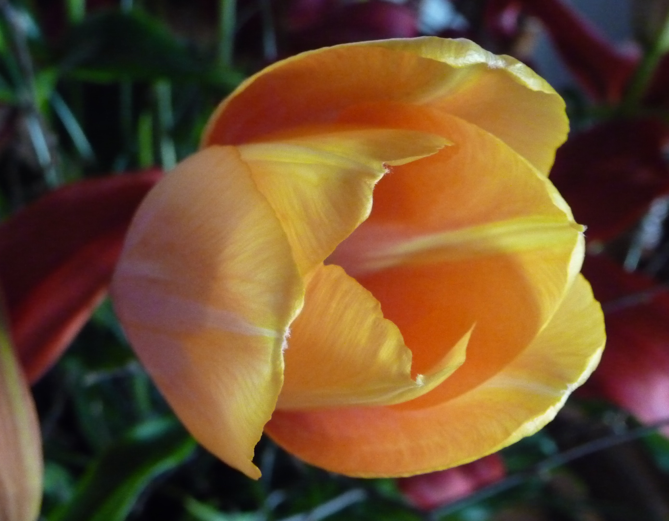 Tulp