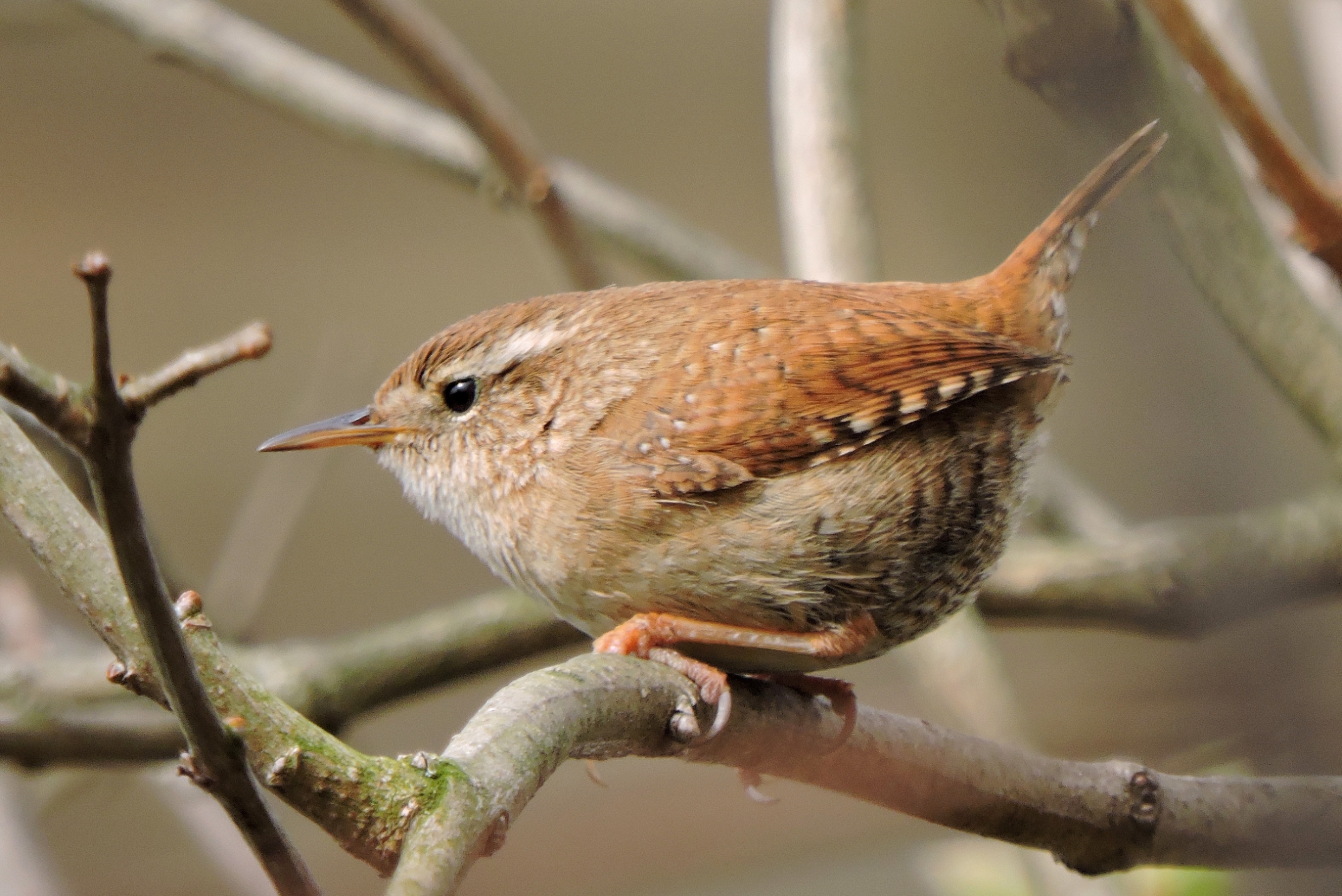 Twee suikerklontjes zwaar