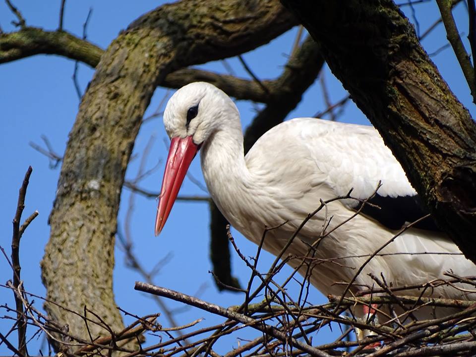 De ooievaars zijn weer in het land