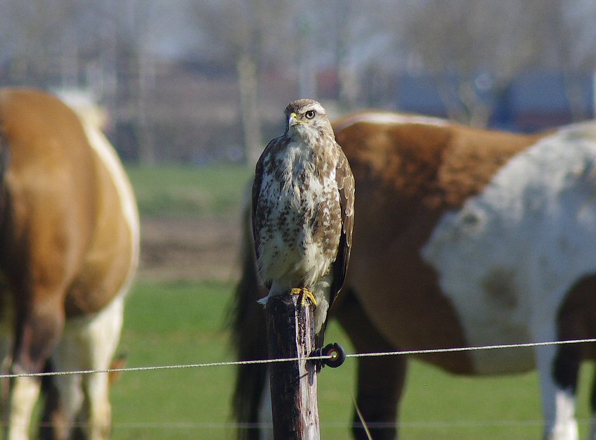 Buizerd