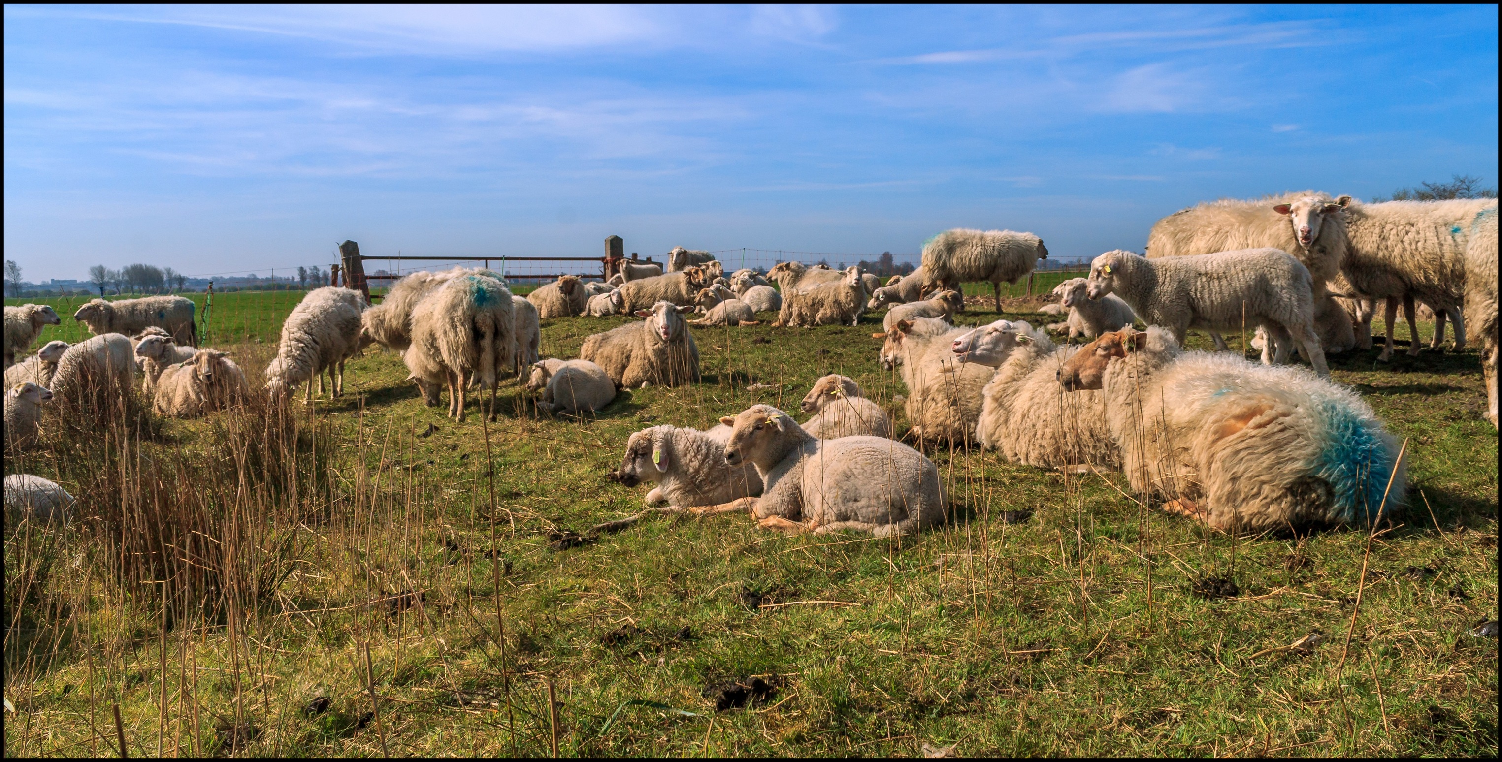 Schapen genieten van het mooie weer.