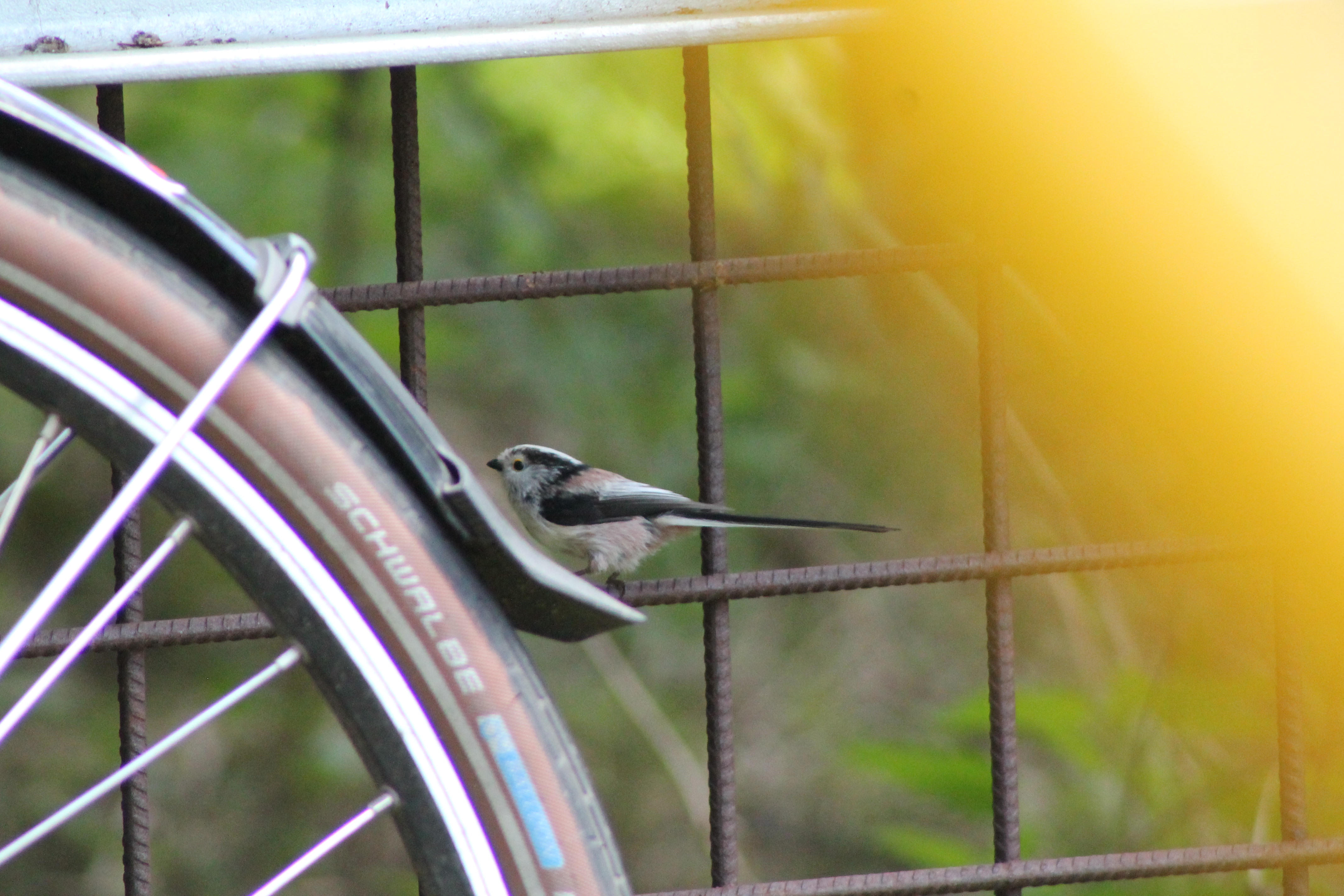 Staartmees op mijn fiets
