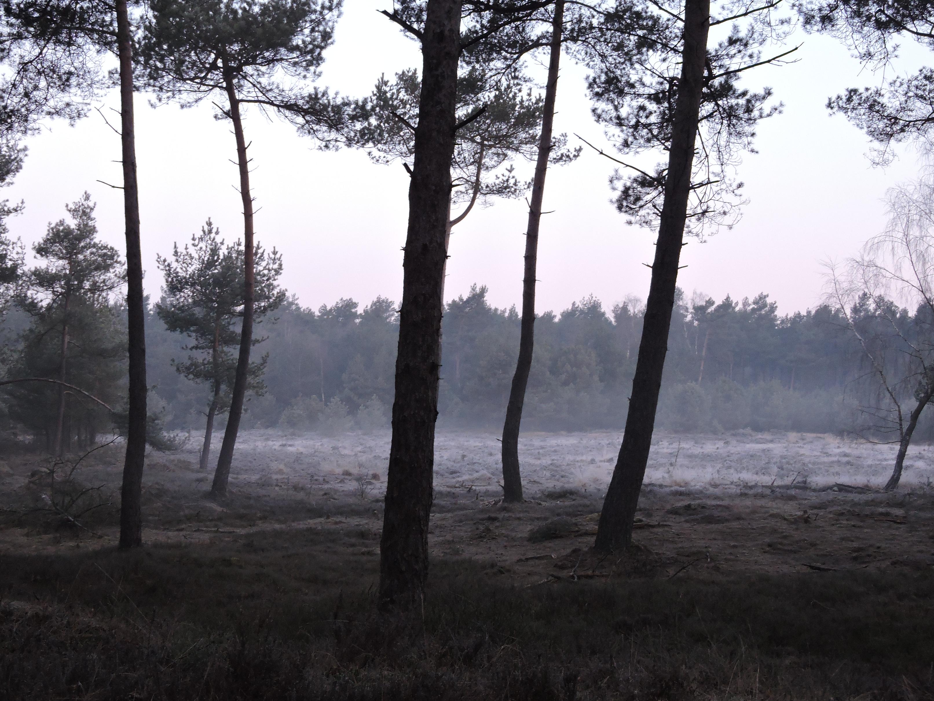 Vorst op de veluwe