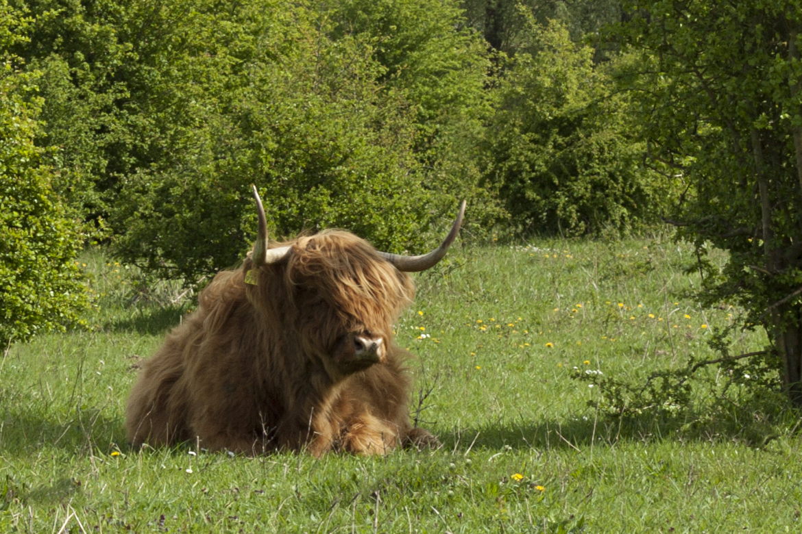 Schotse Hooglander