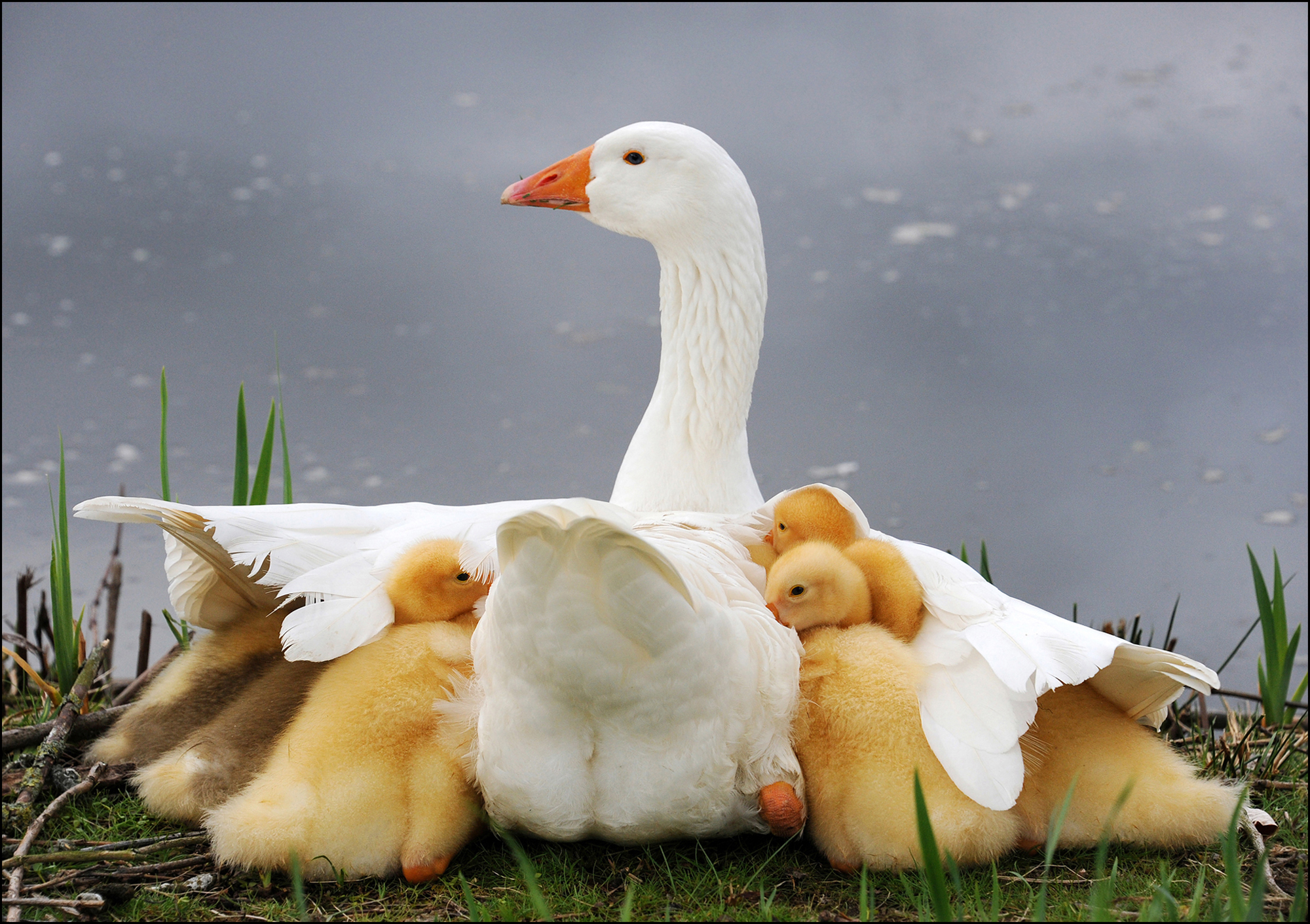 Mum's protection # 01