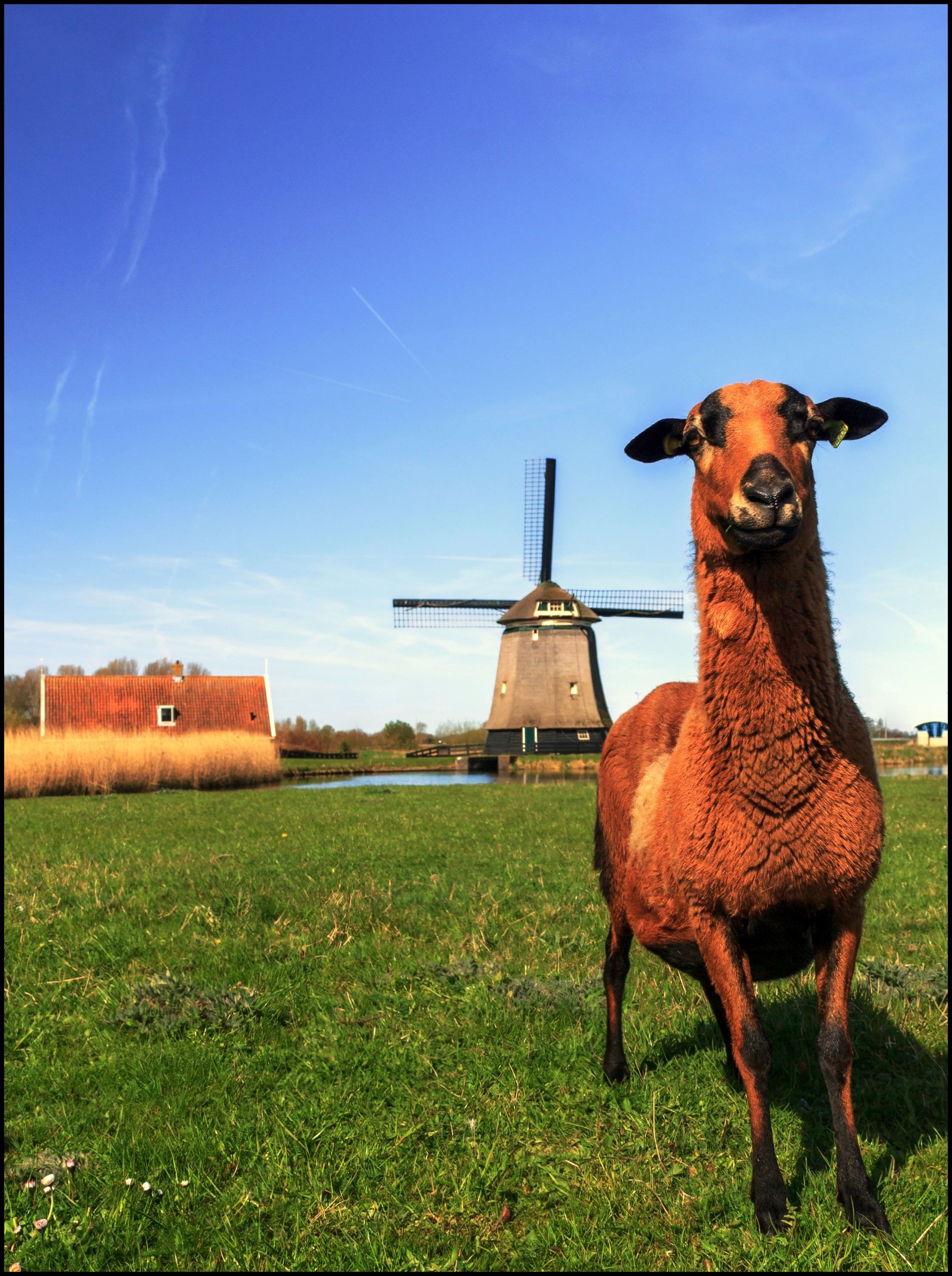 Schaap en molen.