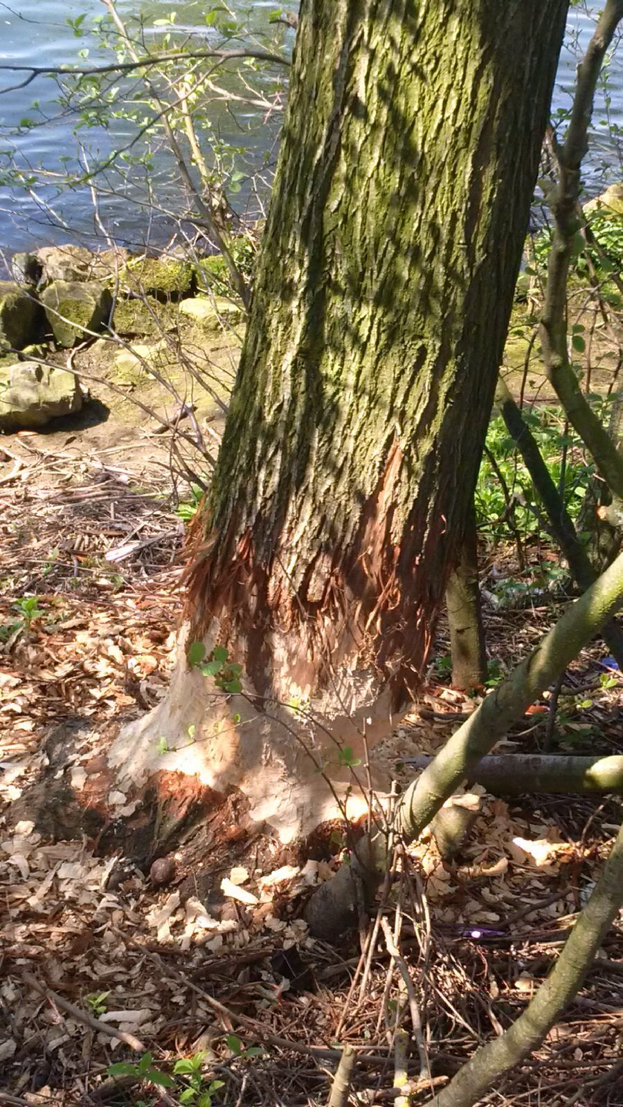 Eager Beavers Maastricht 