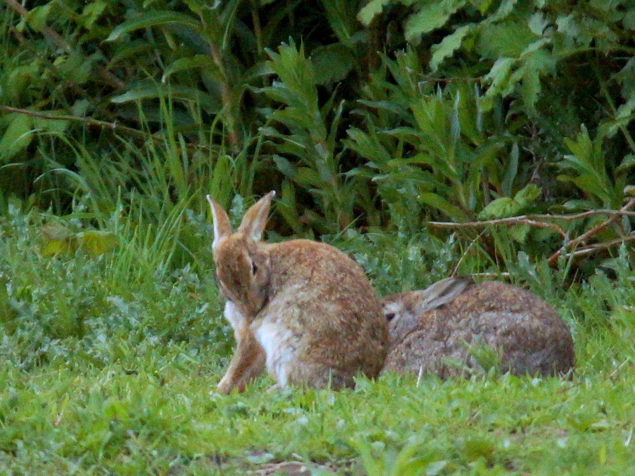 Konijntjes aan de bosrand 