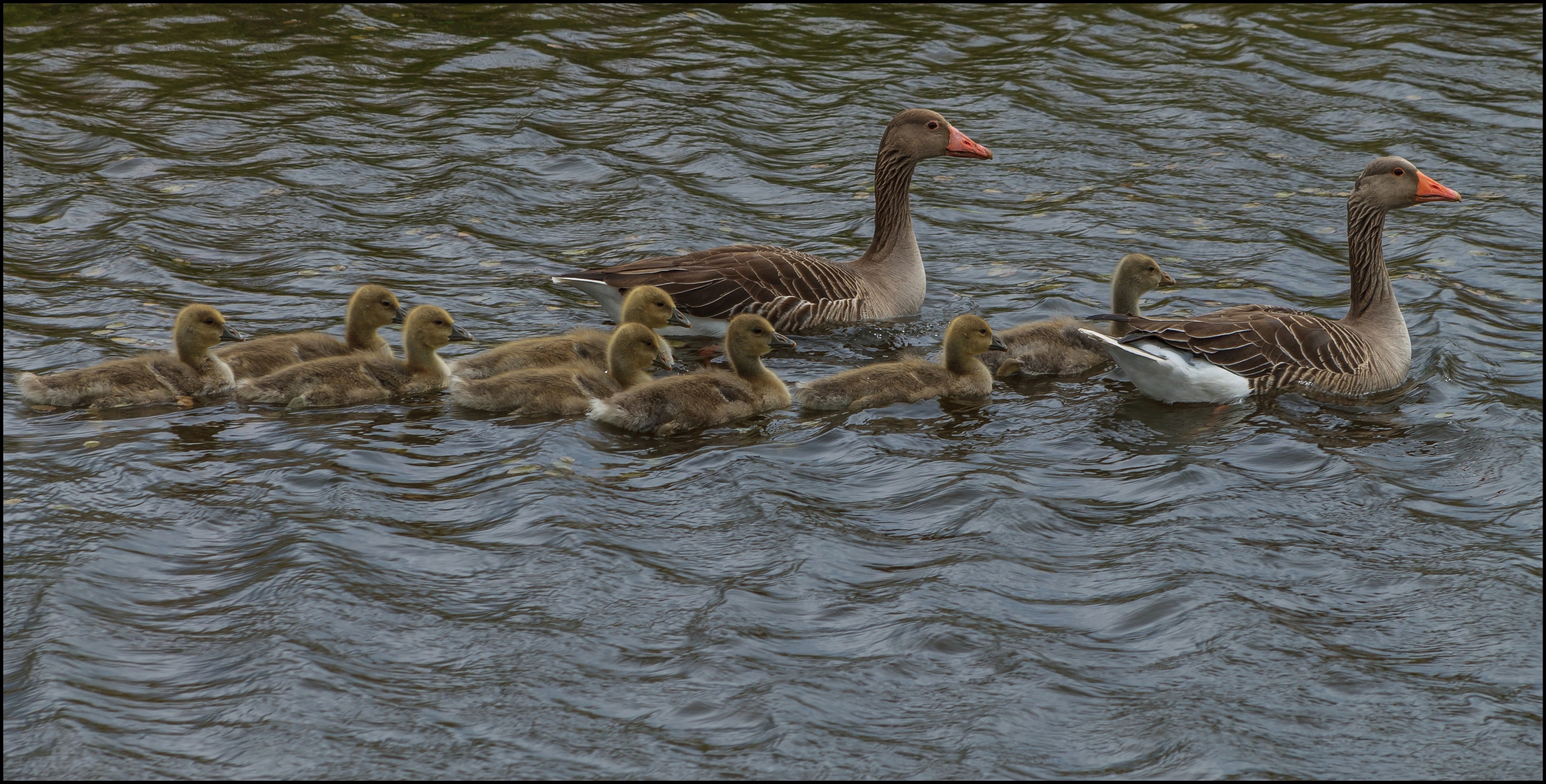 Grauwe gans met jonge.