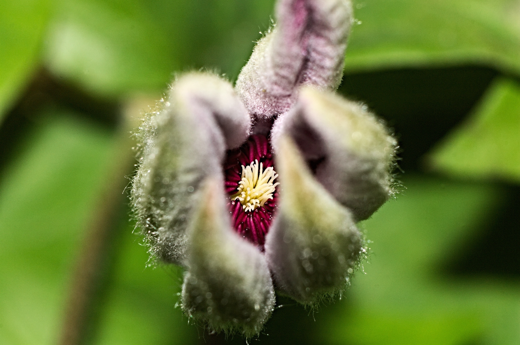 Jong in hart Clematis)