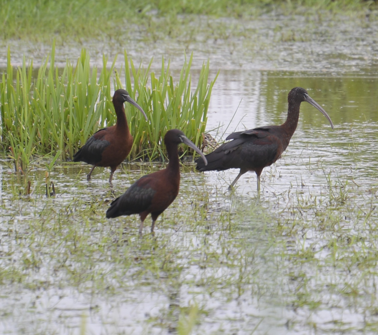 Zwarte Ibis