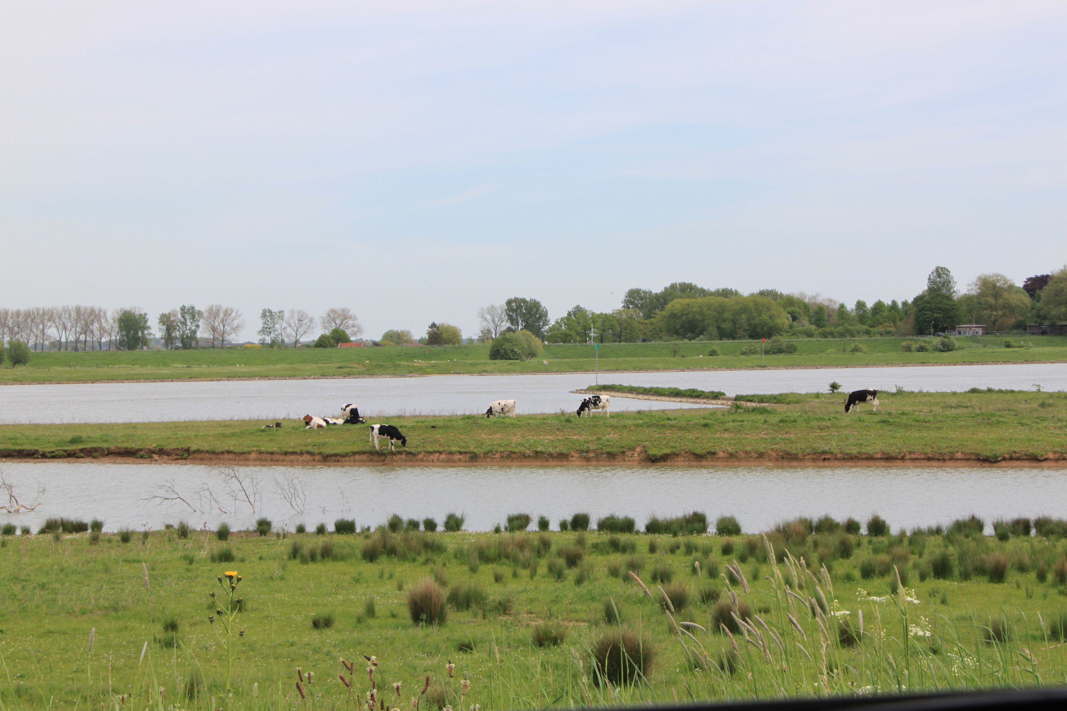 Koeien op...