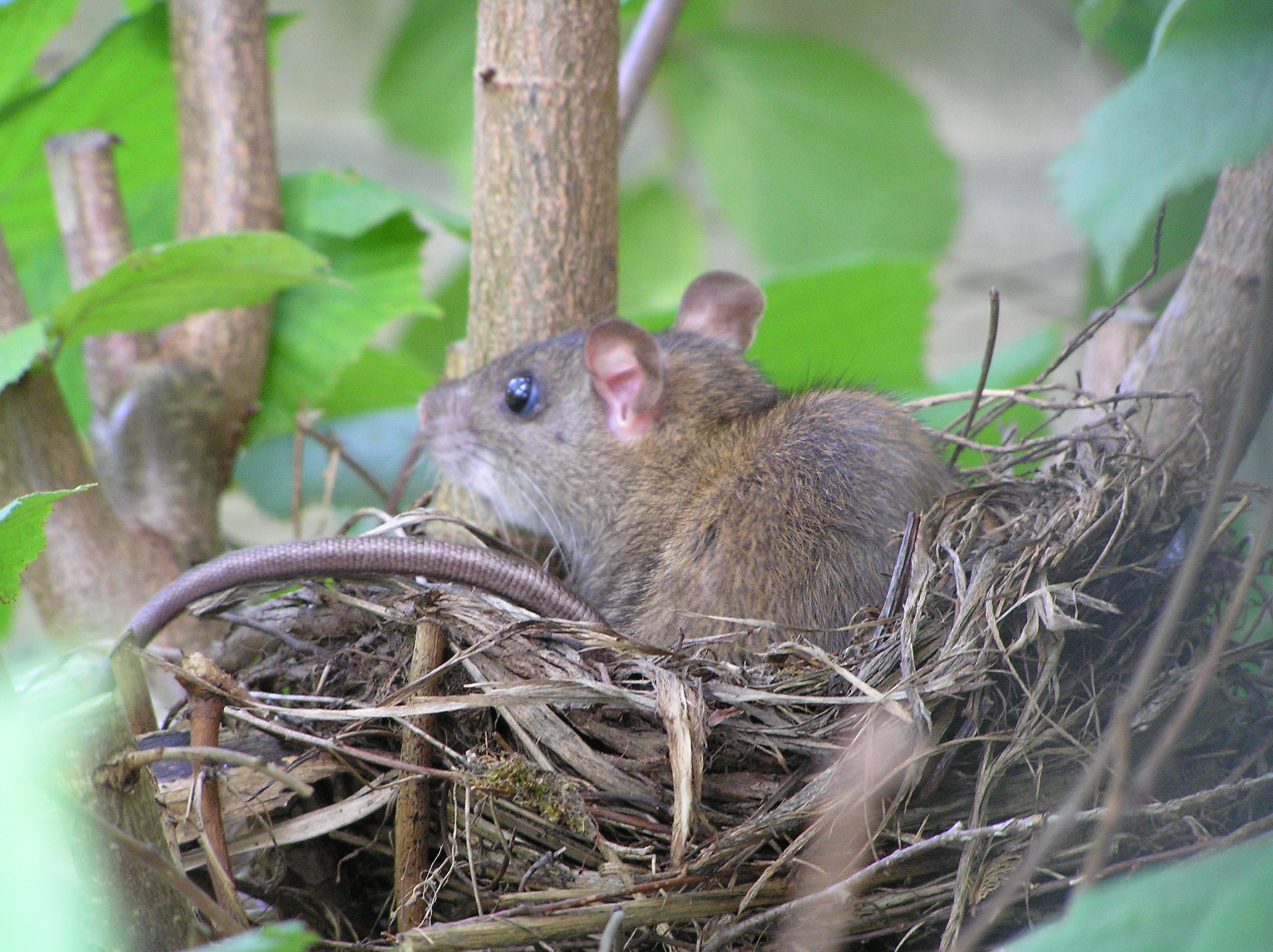 Bruine rat...