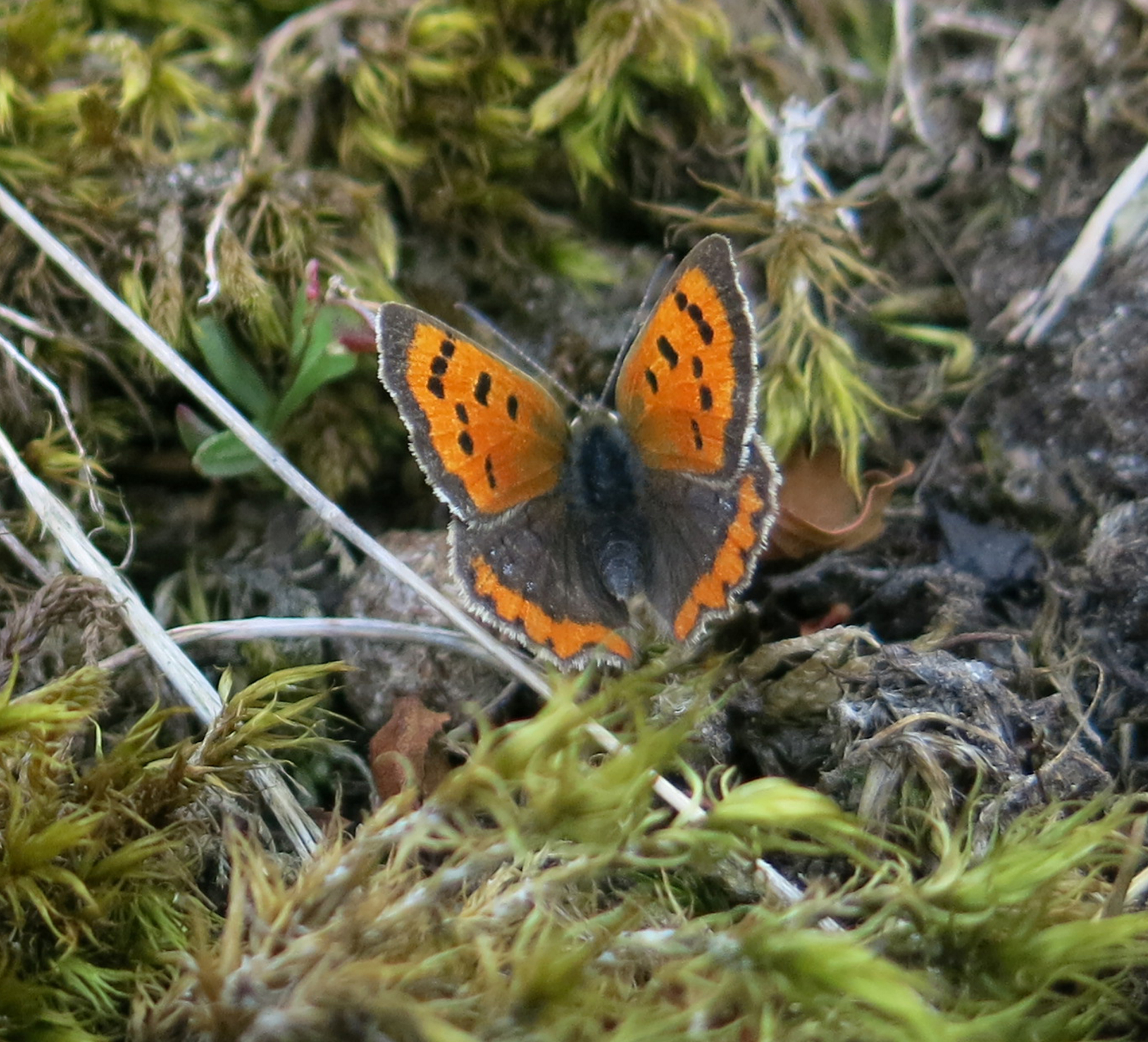 Lycaena phlaeas