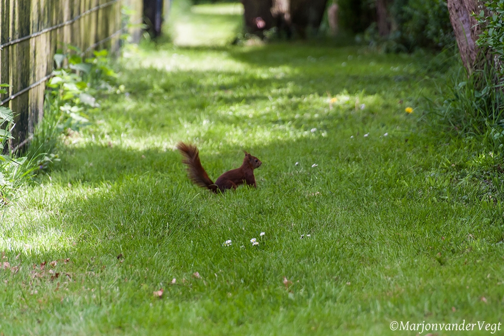 Eekhoorntje