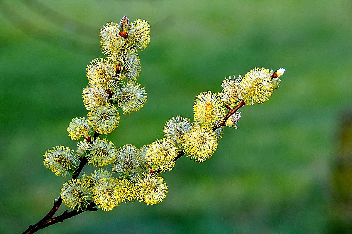 Wilgenkatjes.
