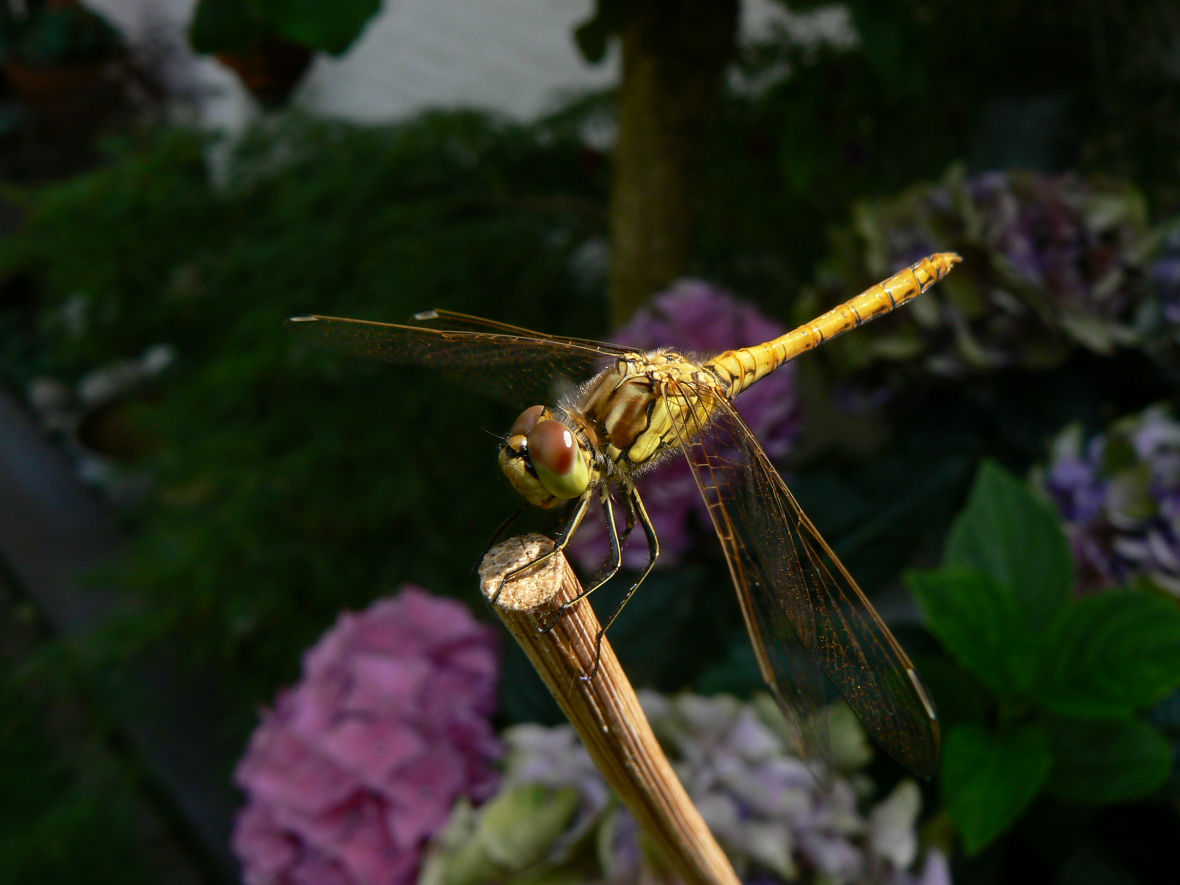 rusten voor ik verder vlieg