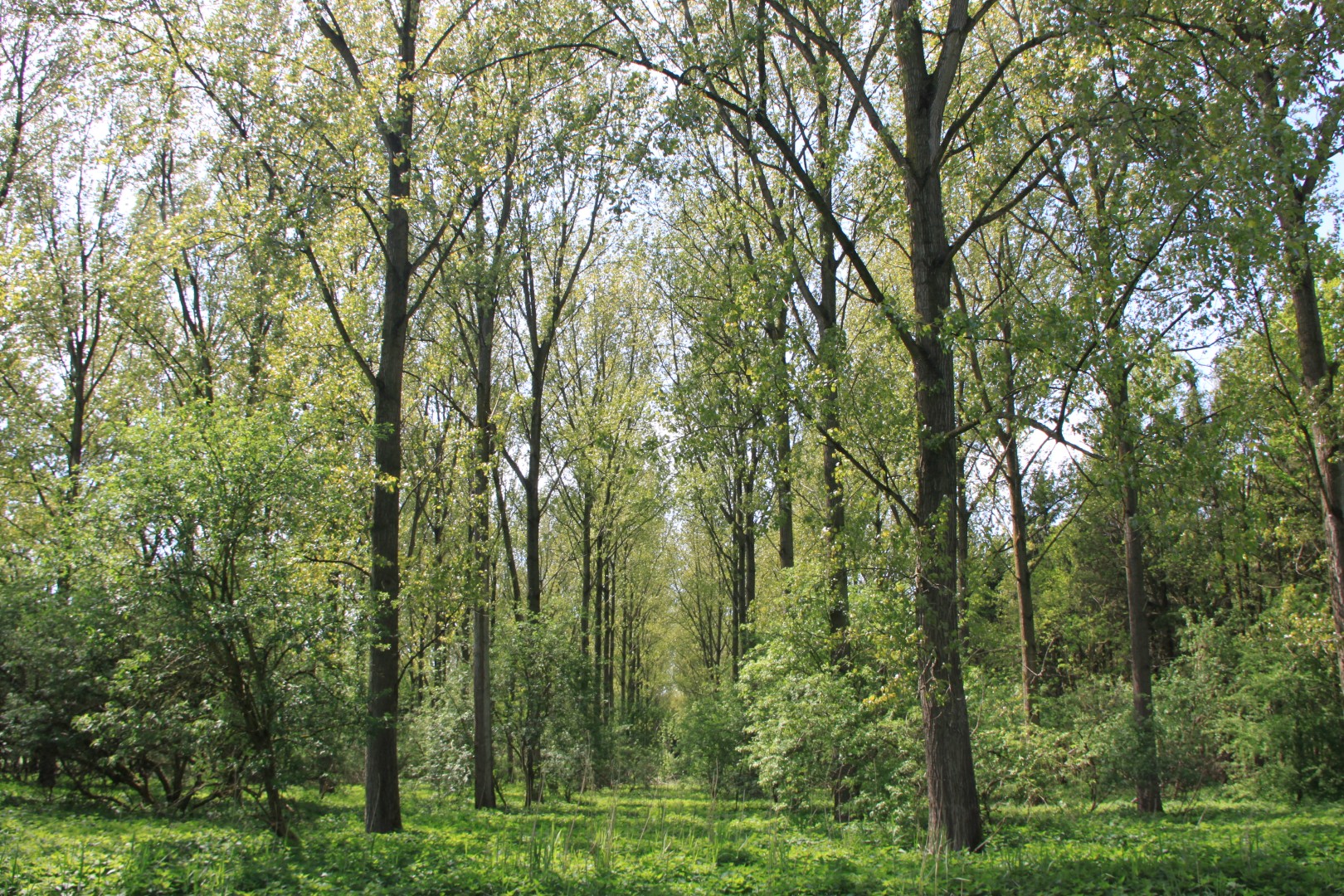 Prachtige loofbossen