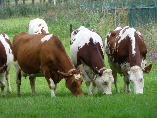 Roodbonte koeien.