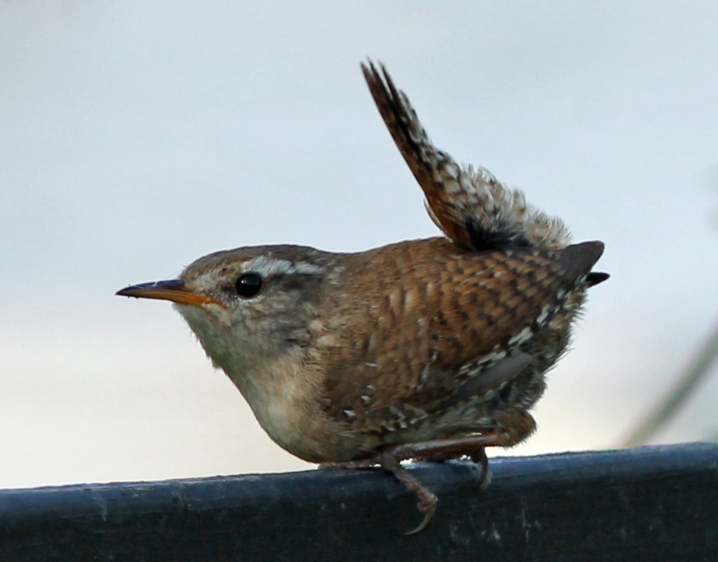 Klaar voor de start...