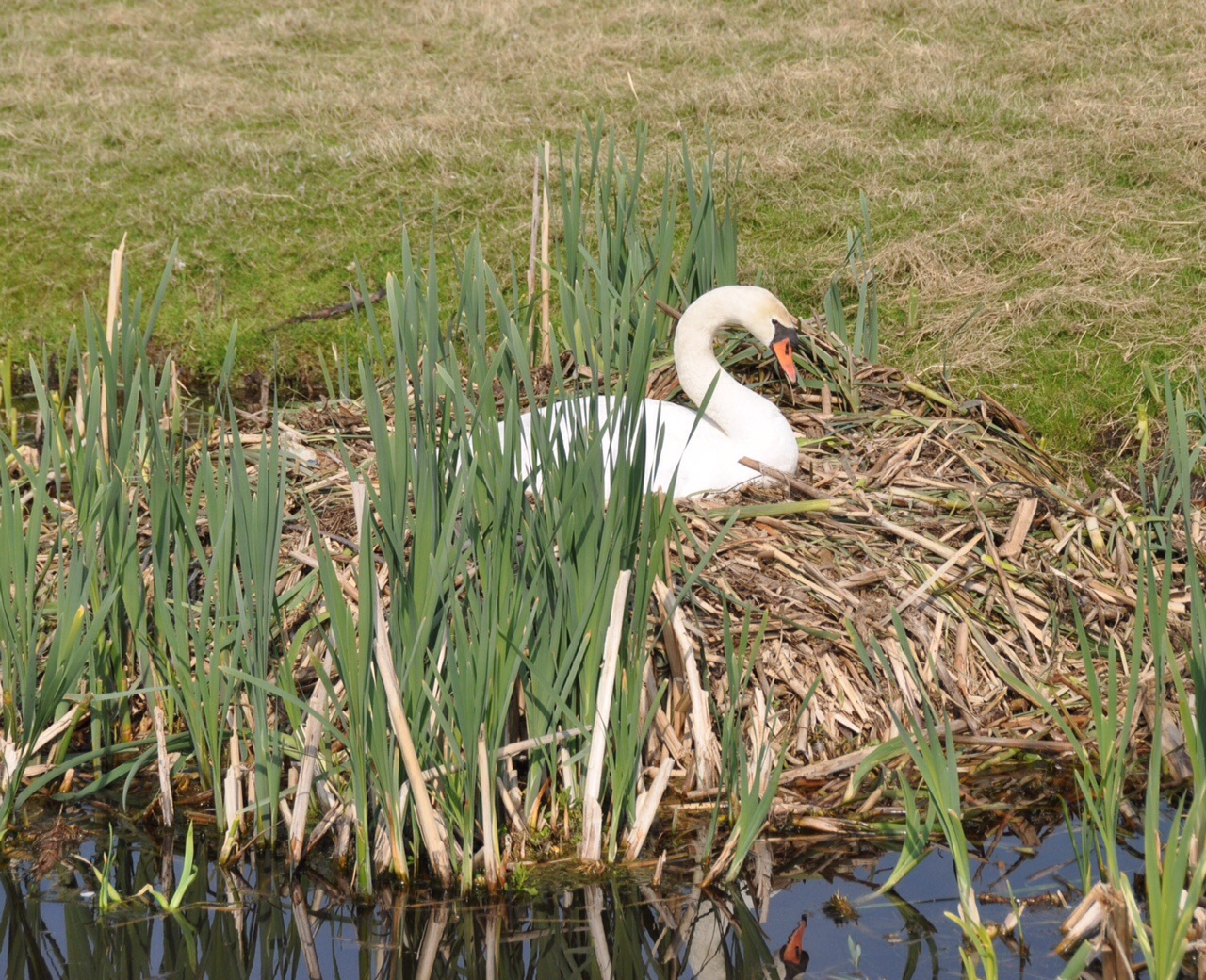 Zwaan op nest