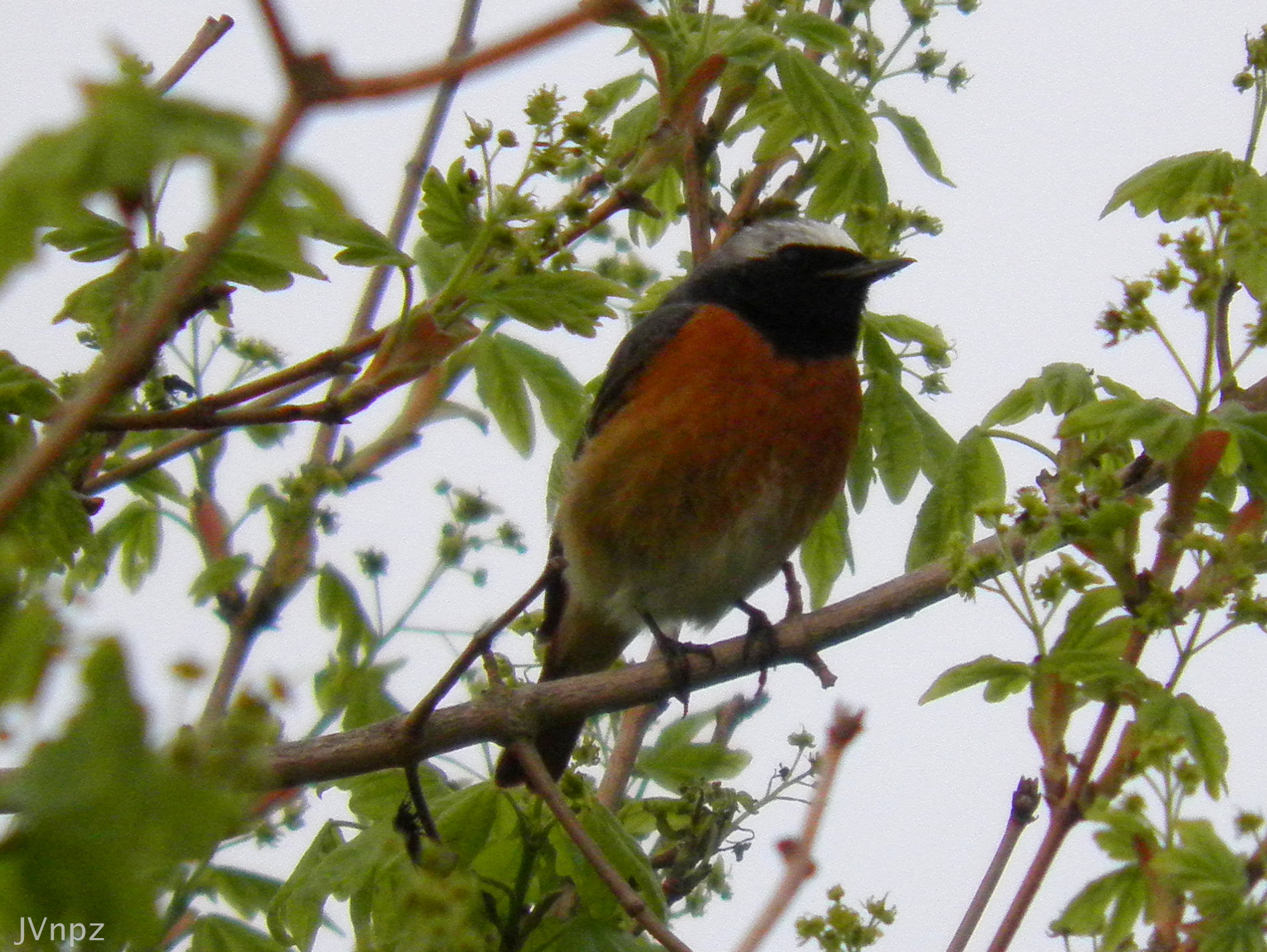 gekraagde roodstaart