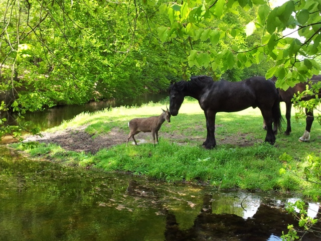 Paard en ree
