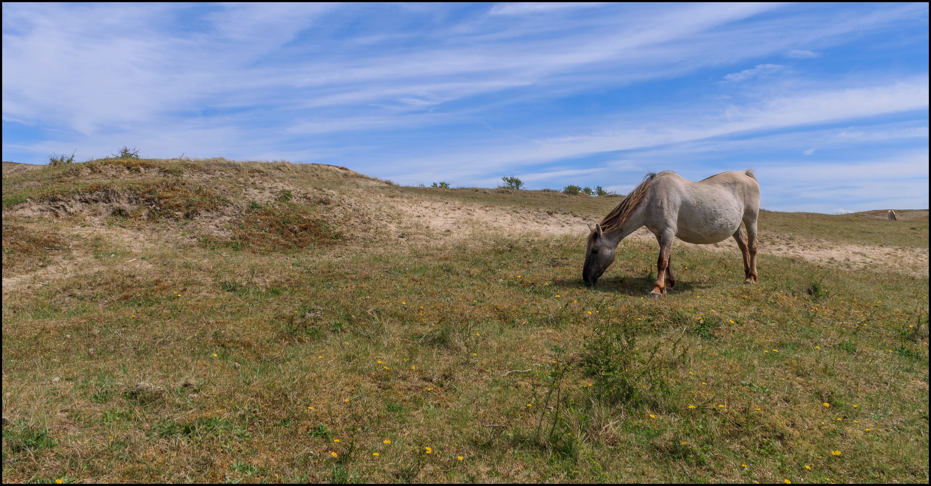 Konikpaard in het duingebied.